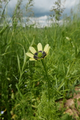Adonis aestivalis