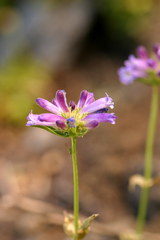 Penstemon heterodoxus heterodoxus