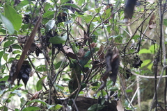 Calumma oshaughnessyi