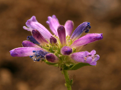 Penstemon heterodoxus heterodoxus