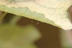 Insecta
