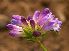 Penstemon heterodoxus heterodoxus