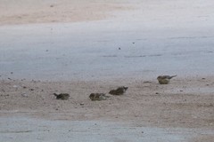 Passer domesticus