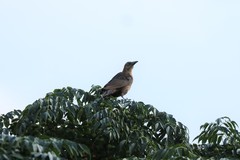 Quiscalus mexicanus