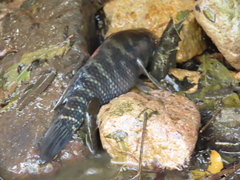 Dormitator latifrons