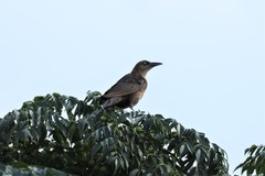 Quiscalus mexicanus