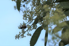 Apis mellifera