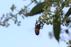 Apis mellifera