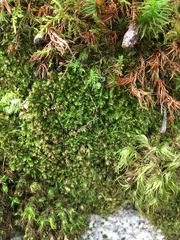 Herzogiella striatella