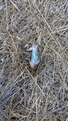 Sceloporus occidentalis becki