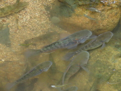 Dormitator latifrons