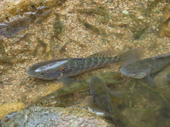 Dormitator latifrons