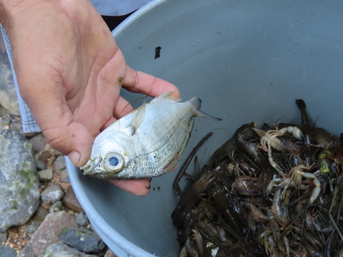 Darkspot mojarra (Eucinostomus entomelas) — Gerreidae — 3