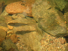 Dormitator latifrons