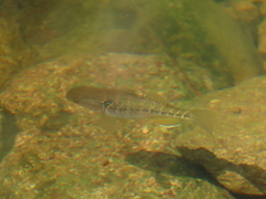 Dormitator latifrons