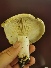 Russula crassotunicata
