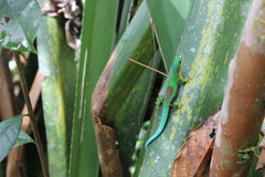 Phelsuma lineata