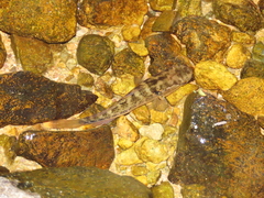 Dormitator latifrons
