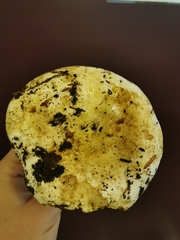 Russula crassotunicata