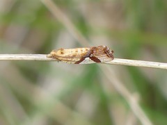 Epitymbia isoscelana