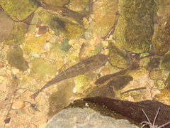 Dormitator latifrons