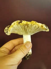 Russula crassotunicata