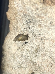 Succinella oblonga