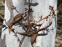 Eucalyptus mannifera