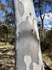 Eucalyptus mannifera