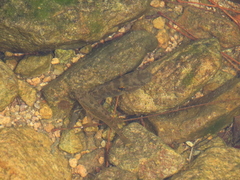 Dormitator latifrons
