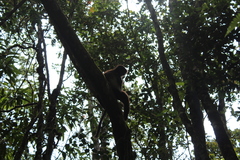 Propithecus edwardsi