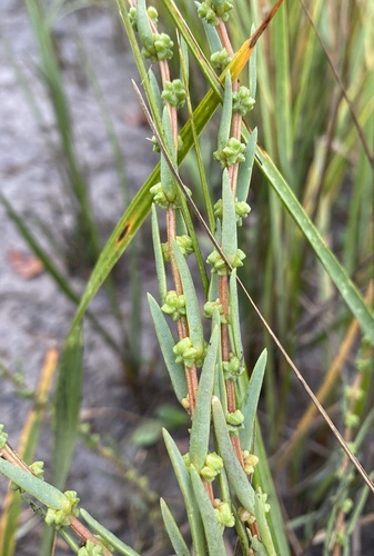 Roland's Seablite (Suaeda rolandii)
