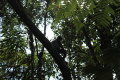 Propithecus edwardsi