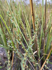 Suaeda rolandii