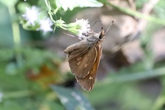 Poanes viator