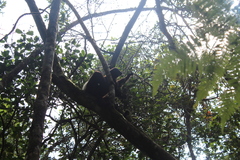 Propithecus edwardsi