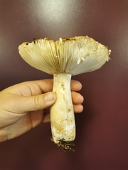 Russula phoenicea