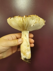 Russula phoenicea