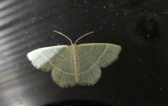 Chlorochlamys appellaria