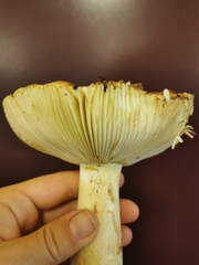 Russula phoenicea