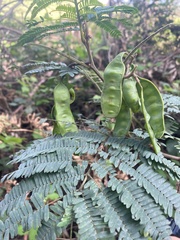 Paraserianthes
