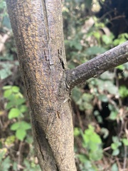 Paraserianthes
