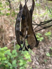 Paraserianthes