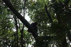 Propithecus edwardsi