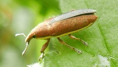 Lixus ochraceus