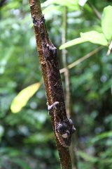 Uroplatus henkeli