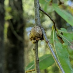 Callirhytis quercuscornigera