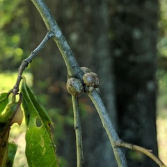 Callirhytis quercuscornigera