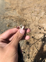 Hemizonia congesta luzulifolia