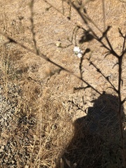 Hemizonia congesta luzulifolia